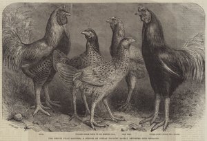 O Begum Pilly Gaguzes, uma espécie de aves indianas recentemente importados para a Inglaterra